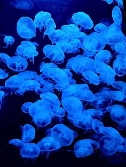 Small round light color moon jellyfish floating in a group of about 4 dozen, lit against deep blue of aquarium.