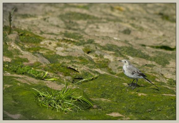 Ein kleiner grauer Vogel mit langen dunklen Schwanzfedern steht auf grünen, moosbewachsenen Steinen, umgeben von Grasflächen und natürlichem Terrain. Der Blick geht neugierig in Richtung des Betrachters.

A small gray bird with long dark tail feathers stands on green, moss-covered rocks, surrounded by grassy areas and natural terrain. It looks curiously in the direction of the viewer.