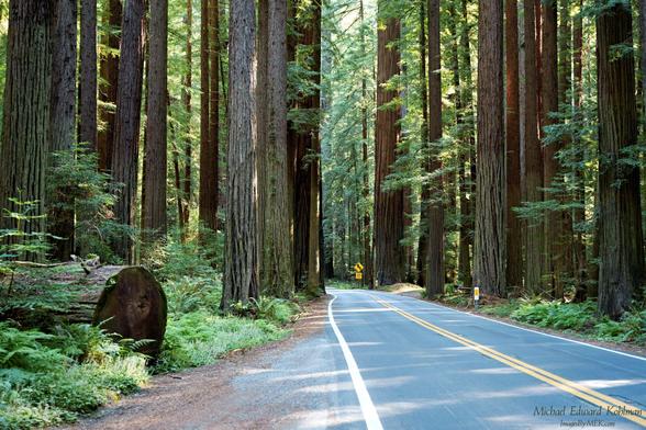 Title: The Less Traveled

SR254 in Humboldt Redwoods State Park, California. July 18th 2025.

Image captured with a Sony A7Cr camera and Tamron 28-75 VXD G2 lens at 50mm. ISO-1600, f/3.2, 1/60 sec.