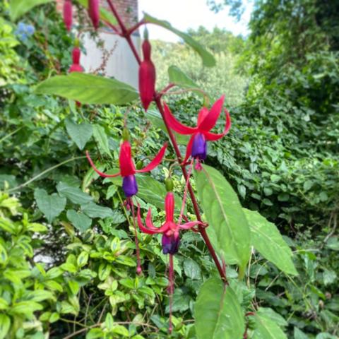 Red and purple fuchsia flowers with greenery behind.