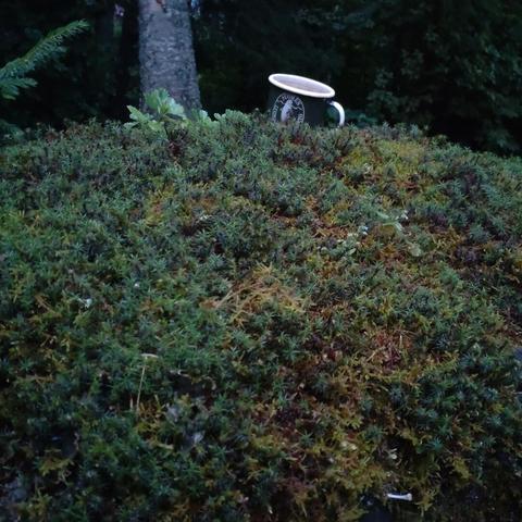 Sammalia ja norppamuki kiven päällä. Taustalla synkkä "metsä".