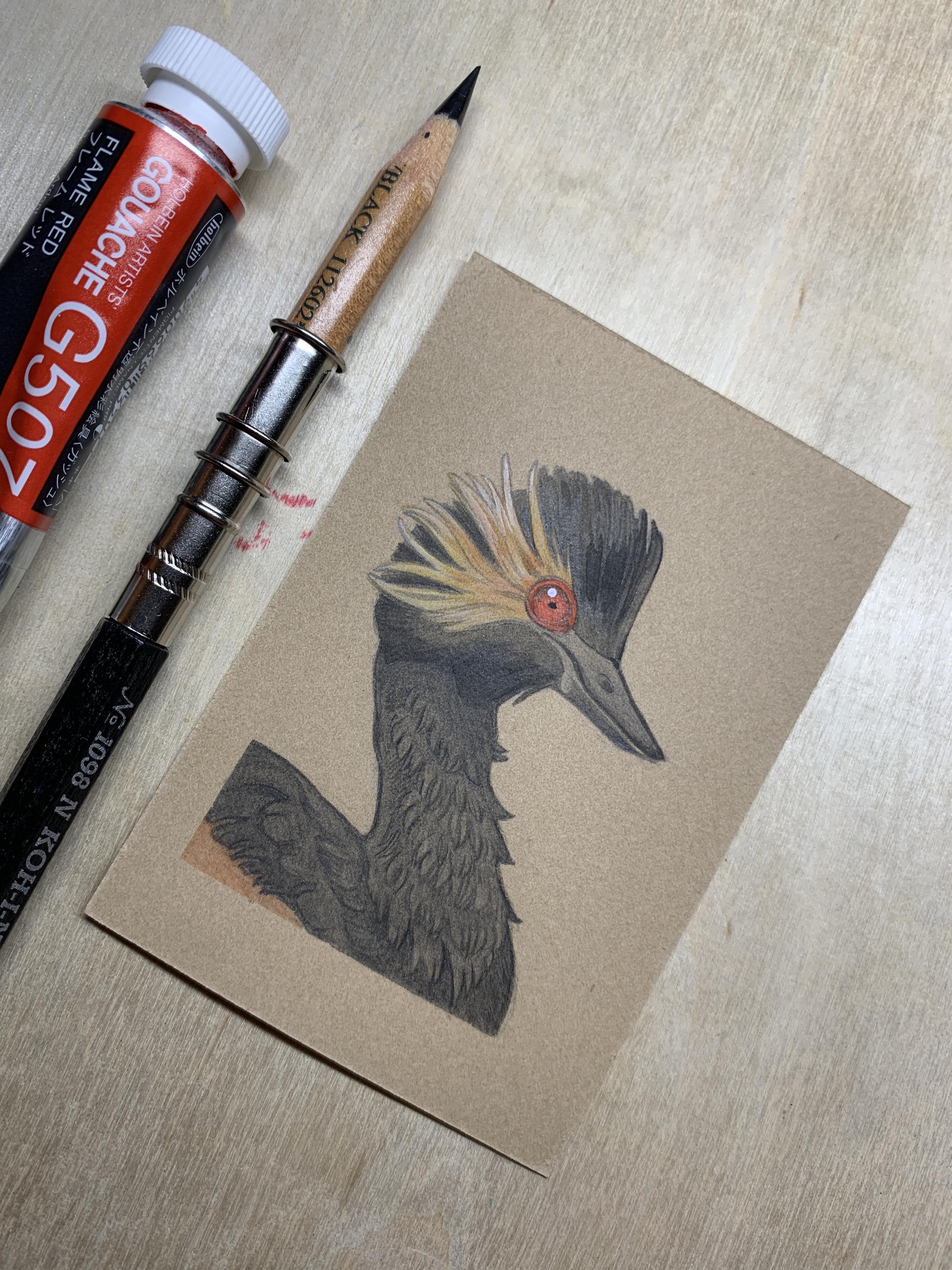 Small drawing of an eared grebe in profile on brown paper. It’s a water bird with a long neck and black feathers on it head, chest and back. The beak is very pointy for catching fish. It has a surreal red eye and bright yellow feathers fanning back from the eye, creating “ears”. A black pencil and tube of flame red gouache are visible on the left side.