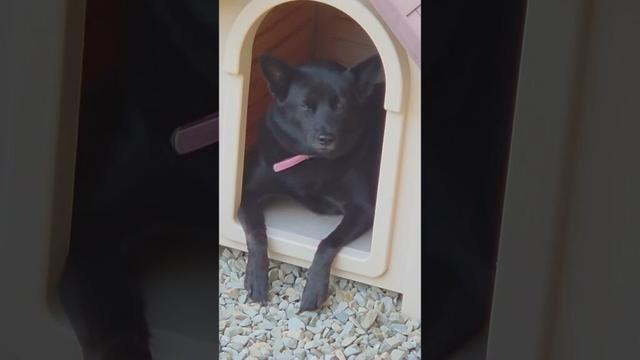 【甲斐犬】ちょっと大御所感…