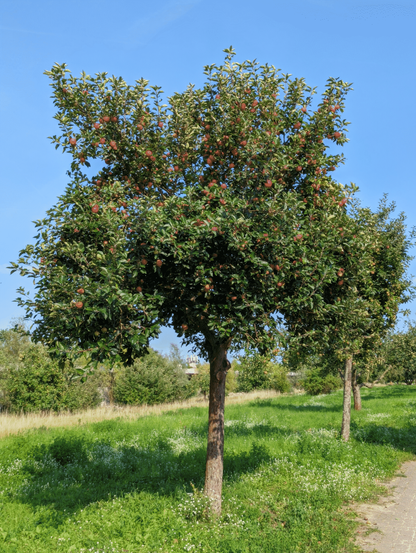 Ein prächtiger Apfelbaum voll behangen mit roten Äpfeln steht an einer saftig-grünen Wiese entlang eines am rechten Rand des Bildes gerade noch erkennbaren Weges.