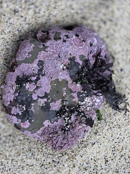 Black pebble resting on beach sand, and encrusted with patches of purple algae