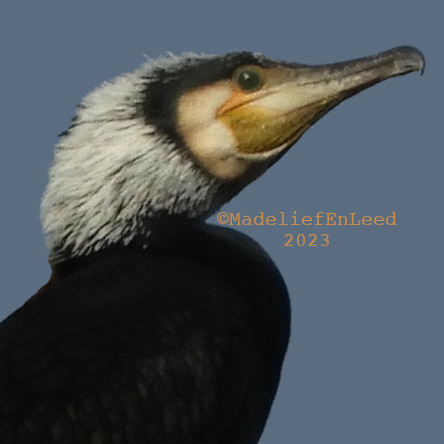 Een portretfoto van een aalscholver met grijze kop en een stukje zwart lijf. Een donkerblauwe achtergrond van lucht.
De snavel wijst naar rechtsboven.