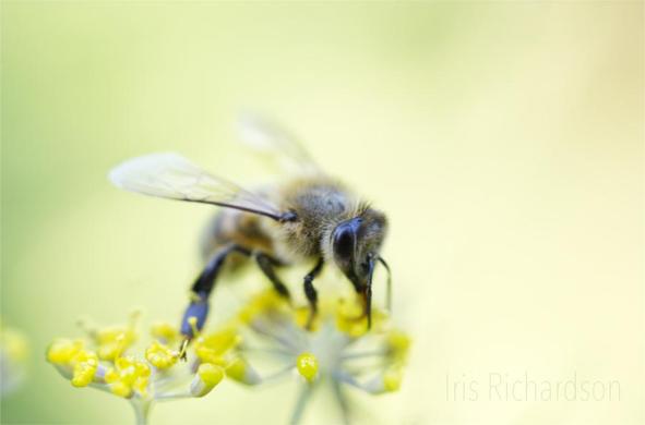 Honeybee on top of a yellow fennel flower with a soft green-yellow background macro photograph