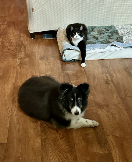 Betty Girl and Daisy helping with DIY