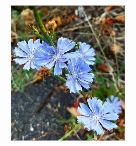 View from above: A cluster of five chicory flowers on a stem. The flower heads consist only of ray florets. The delicate petals glow softly in the most beautiful sky blue. They are serrated at the end. The stamens are blue and white ringed. The background is formed by green and brown vegetation and a piece of grey structure, that could be asphalt. They're all out of focus.