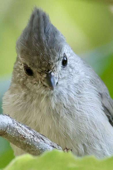 very close on a tiny gray bird with a large bright eye and handsome crest.