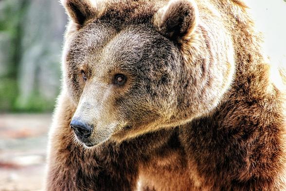 A close-up photograph of a brown bear, likely a grizzly bear, at the Madrid Zoo. The bear is facing slightly to the right, with its head turned to the left, giving a side profile view of its face. The background is out of focus, highlighting the bear's detailed, light brown fur. The bear appears calm and contemplative.