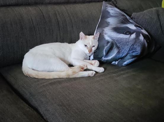 Ulises, un cariñoso y tranquilo siamés redpoint descansa sobre un sofá gris junto a un cojín con una cara de mapache