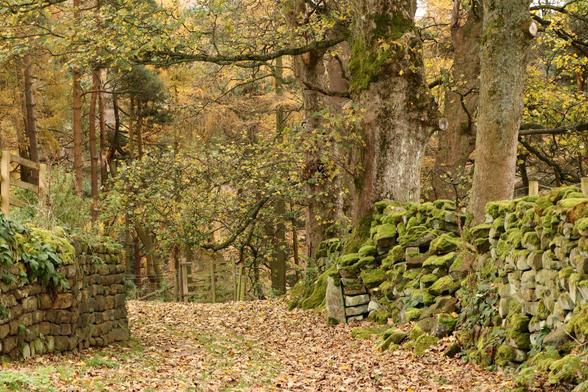 Walking down a footpath flanked by moss covered walls and autumnal trees shedding their golden leaves