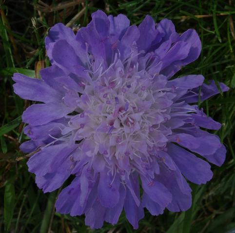 Close-up of a Knautia arvensis flower with light purple petals and purple to blue pistils on white stems and purple and pink-orange stamens, placed in lush green grass and photographed from above