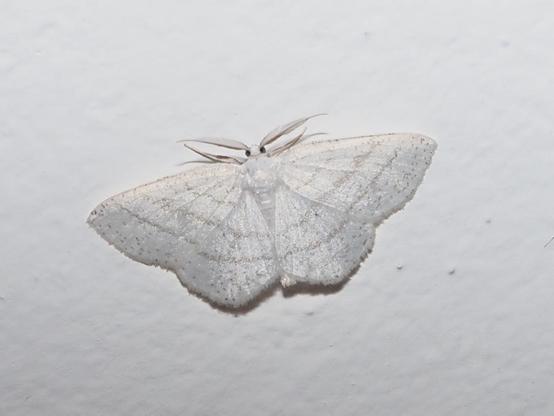 Cabera pusaria (Linienspanner) auf weißer Wand.