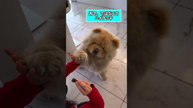 仕事で疲れた皆に贈る笑いと癒しのチャウチャウ5選ww　#チャウチャウ #笑える #癒し #犬のいる暮らし #犬のいる生活 #元気になる動画