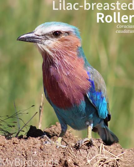 🌍 Lilac-breasted Roller (Coracias caudatus) 

The Lilac-breasted Roller is a spectacularly coloured bird with a lilac throat and breast, a turquoise belly, and brilliant blue wings visible in flight. Found throughout sub-Saharan Africa, it prefers open woodlands and savannas. Known for its acrobatic courtship displays, the bird perches on high vantage points to spot insects and small animals on the ground before swooping down to catch its prey. 2.5 Flash (Edited)

Two subspecies are recognized.

Conservation status: Least Concern (IUCN 3.1) 

📷: Photo by Global_Traveler via Pixabay 
https://pixabay.com/photos/african-africa-bird-safari-4915992/

AASV