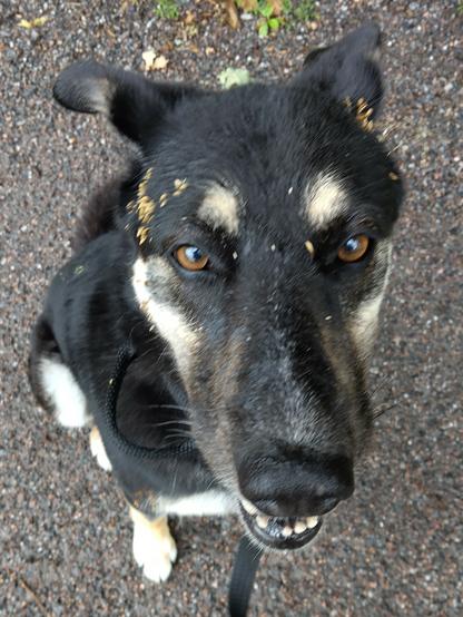 A dog is sitting in the ground, looking at the camera, with her mouth a tad open. One can see that she is missing some teeth.