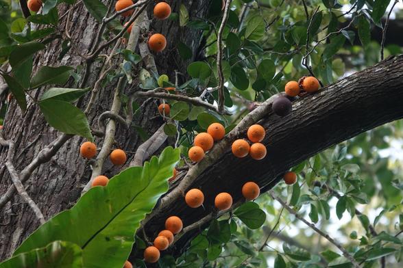 A bunch of orange-like fruits growing on a vine that has encircled a tree high up in the canopy.