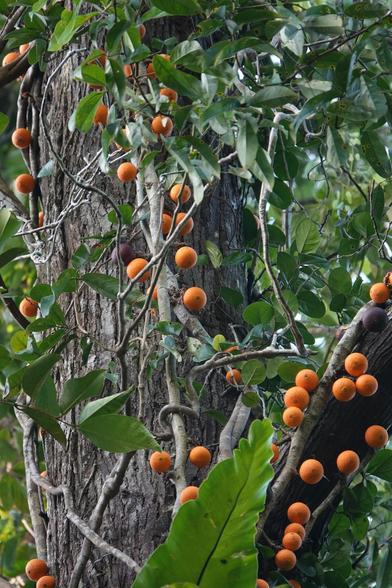 Same description as the previous image, but taken from a different angle, showing another bunch of fruits on a vine.