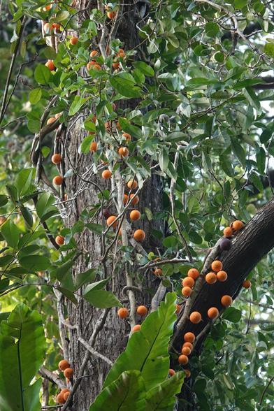 Same description as the previous image, but showing a wider view.