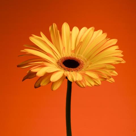 Orange/yellow gerbera on and orange background.