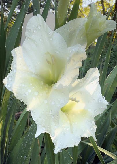 White Gladiolus Flowers