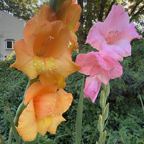 Orange & Pink Gladiolus Flowers