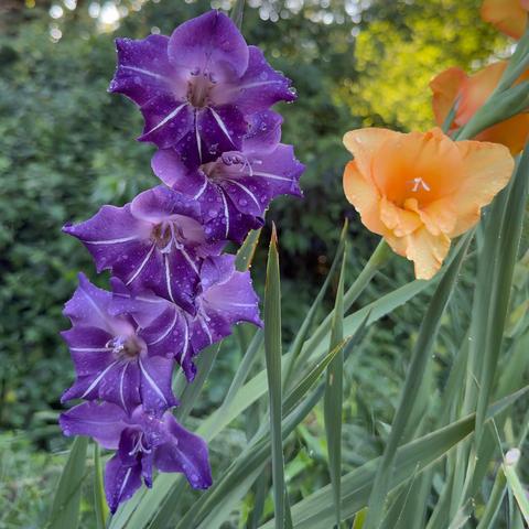 Purple Pinstriped and Orange Gladiolus Flowers