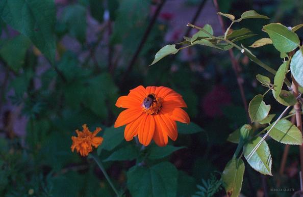 Photo of a bumblebee on an orange flower