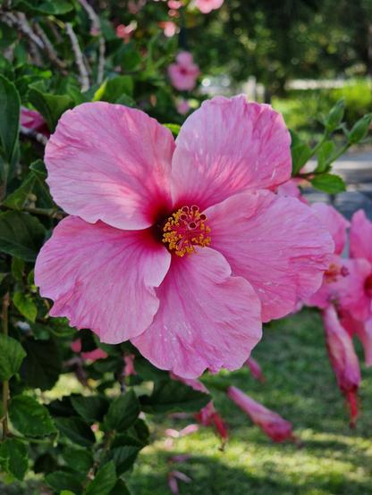 Una flor de 5 pétalos de color rosa claro con un centro donde está el ¿Pistilo? en un color rosa más intenso y oscuro. Está en una especie de arbusto verde donde hay más flores del estilo por detrás.