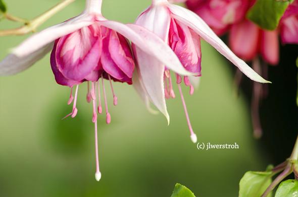 Hanging Fuchsia flower