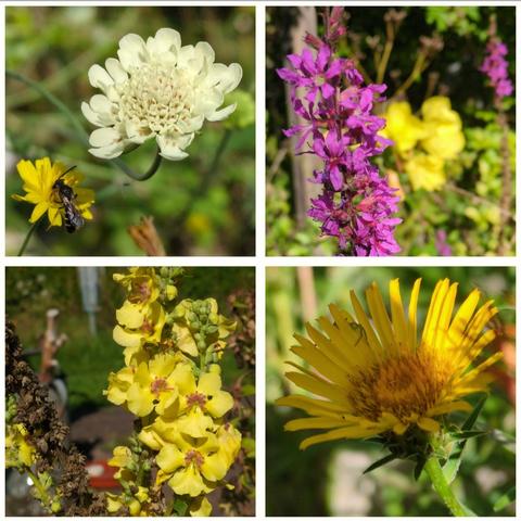 Collage aus vier Fotos mit Blüten. Das Foto links oben zeigt eine kleine saftig gelbe Pippaublüte mit einer Wildbiene, rechts daneben eine hellgelbe, fast weißliche Blüte der Gelben Skabiose. Was Foto rechts oben zeigt einen kerzenförmigen Blütenstand mit vielen pinken Blüten, dahinter unscharf gelbe Nachtkerzenblüten. Am Foto links unten zu seven sind die gelben Blüten mit lila Staubfäden von der Schwarzen Königskerze. Dazwischen die Samenstände von der Frühjahrsblüte. Das letzte Toto, rechts unten, zeigt die Nahaufnahme einer gelben Blüte des Schwertalants. Eine kleine Spinne versteckt zwischen zwei Blütenblättern. Wartet auf Gäste.