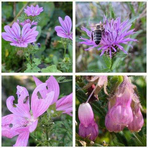 Alle vier Fotos dieser Collage zeigen rosarote Blüten. Farblich ähnlich, aber doch sehr unterschiedlich. Von der Form der Blüten her sind die beiden linken Fotos ähnlich. Beides Malvenblüten. Die Wilde Malve, links oben hat dunkellila Streifen auf den rosa Blütenblättern. Die der Moschusmalve sind nur ein dunkleres pink, heben sich nicht so stark von der Grundfarbe ab. Eine Wildbienen sitzt auf einer der Blüten. Die Blütenblätter scheinen einem Tier zu schmecken, es fehlen Stücke. Die Blüte auf dem Foto rechts oben sieht ganz anders aus. Puschelig, viele dünne rosa Fäden. Darauf sitzt eins von Nachbars Nutztieren, eine Honigbiene. Die Pflanze heißt Wiesenflockenblume. Das Foto rechts unten zeigt Blüten die wie kleine Laternen aussehen oder ballonartig aufgeblasen. Blüten des Beinwells.