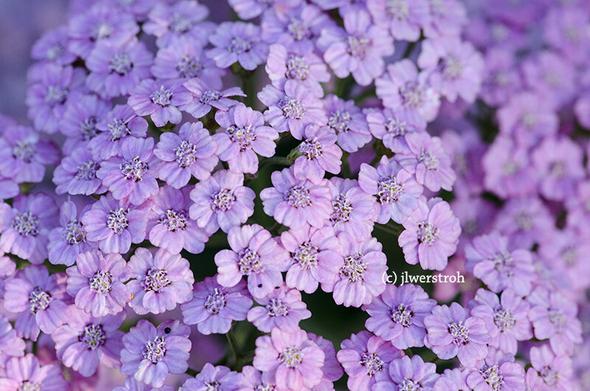 A bed of light purple flowers called Yarrow
