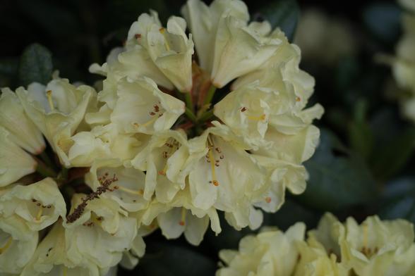 Yellow rhododendron flowers.