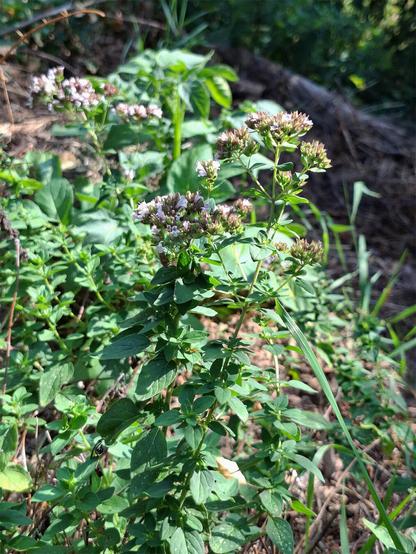 A close-up photo of a wild oregano plant (Origanum vulgare, Wilder Dost in German) with clusters of small pinkish-purple flowers atop slender green stems and oval leaves, growing in a sunny, partially shaded natural setting among grasses and other vegetation.