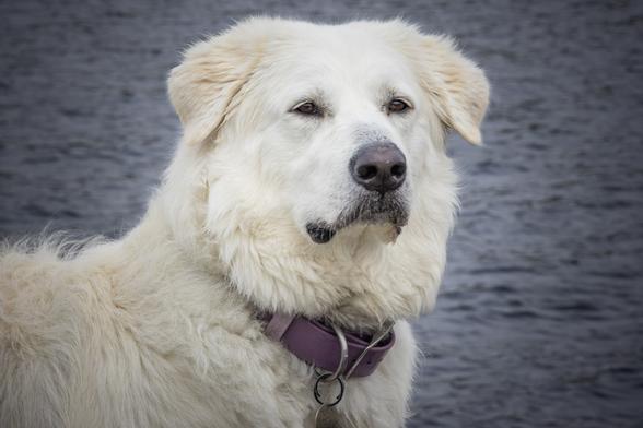 Lyra, a maremma sheepdog, looks past the camera and has the ocean behind her. She wears a purple collar.