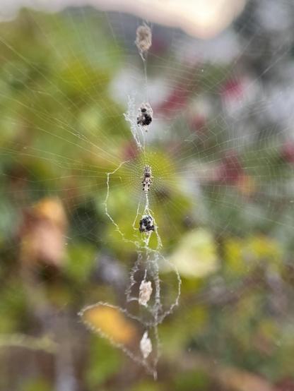 Cyclosa conica is a tiny spider, just 5 mm long, and there are about half a dozen species of it in Spain alone. You can easily spot them by the way they line up their legs forward and arrange the remains of their prey and other debris in a neat vertical line right in the center of their web.