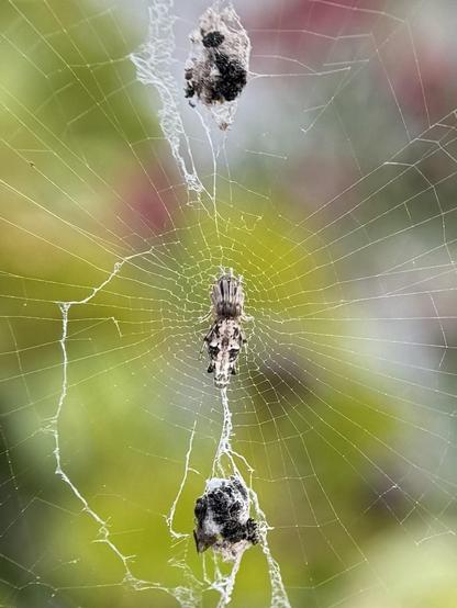 Cyclosa conica is a tiny spider, just 5 mm long, and there are about half a dozen species of it in Spain alone. You can easily spot them by the way they line up their legs forward and arrange the remains of their prey and other debris in a neat vertical line right in the center of their web.