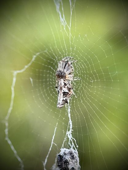 Cyclosa conica is a tiny spider, just 5 mm long, and there are about half a dozen species of it in Spain alone. You can easily spot them by the way they line up their legs forward and arrange the remains of their prey and other debris in a neat vertical line right in the center of their web.
