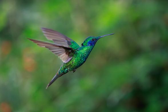 A photo of a sparkling violetear (Colibri coruscans), a vivid iridescent green and blue hummingbird, in flight with an out of focus background in various hues of green.