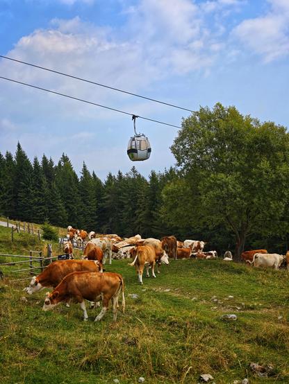 Über eine Kuhherde schwebt die Gondel einer Seilbahn hinweg.
