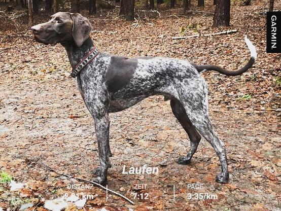 Braun-weißer Jagdhund seitlich aufgenommen steht im Wald. Auf dem Bild die Garmin-Angaben: 2 km, Pace 3:35, Zeit 7:12 Min