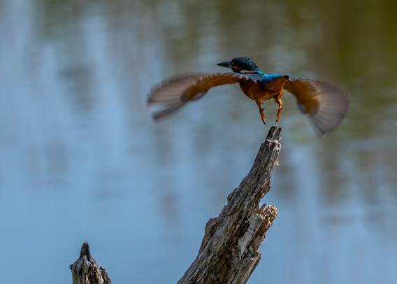 Un martin-pêcheur (petit oiseau trapu au long bec comme un poignard) qui décolle d'une grosse branche morte qui lui servait de perchoir. Il s'éloigne de l'objectif et montre l'interieur de ses ailes, le bas de son ventre et surtout son croupion qui sont tous oranges. Le bout de sa queue, une partie de son dos et l'arrière de sa tête sont visibles on discerne des tâches claires dans le bleu électrique.