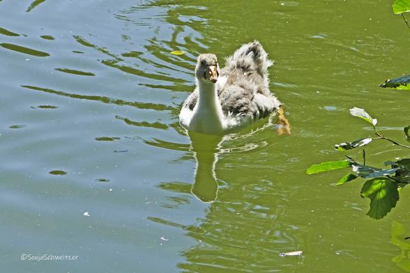 Ein Graugans Küken auf einem Weiher