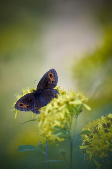 Una farfalla bruna, quasi nera, con macchie rosse sulla sommità delle ali, al cui centro stanno dei pallini neri, sta posata su una fitta infiorescenza gialla, lo sfondo è sfocato, tendente al giallo ed al verde