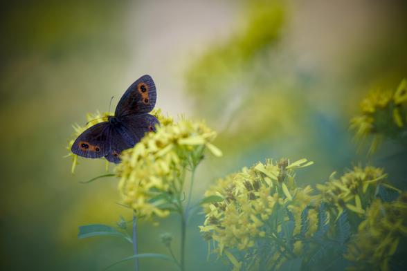 Una farfalla bruna, quasi nera, con macchie rosse sulla sommità delle ali, al cui centro stanno dei pallini neri, sta posata su una fitta infiorescenza gialla, lo sfondo è sfocato, tendente al giallo ed al verde