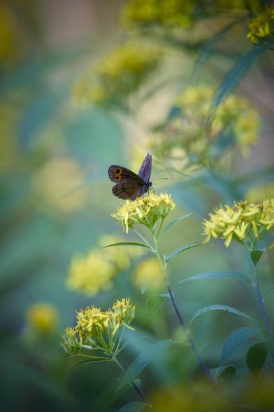 Una farfalla bruna, quasi nera, con macchie rosse sulla sommità delle ali, al cui centro stanno dei pallini neri, sta posata su una fitta infiorescenza gialla, lo sfondo è sfocato, tendente al giallo ed al verde