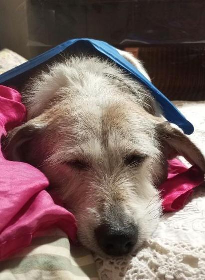Foto de un perrito en un sofá mirando a cámara tumbado con los ojos cerrados en el quinto sueño